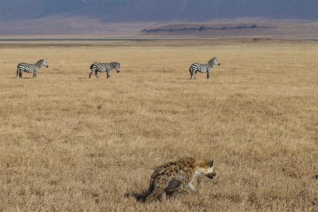 123 Tanzania, Ngorongoro Krater, zebra's en hyena.jpg
